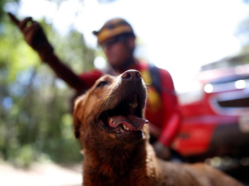 Mato Grosso sediará Certificação Nacional de Cães de Busca, Resgate e Salvamento